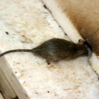 Rodent Dropping Cleanup 1